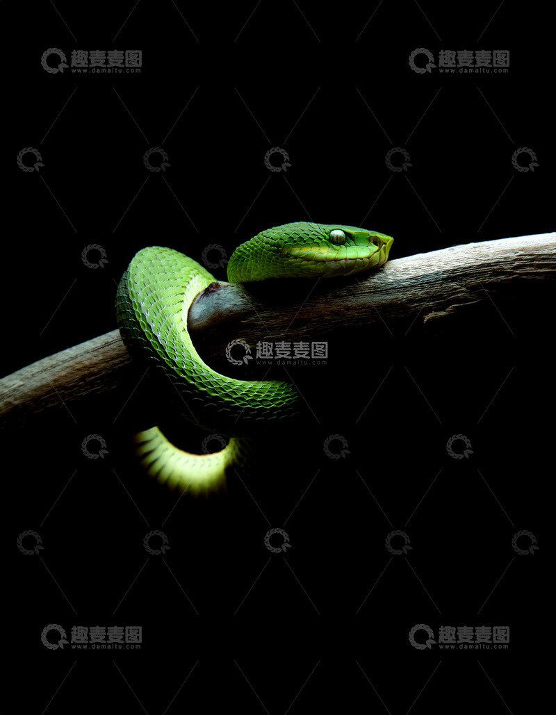 高清大图下载【趣麦麦图】绿蛇树枝上的静栖姿态
