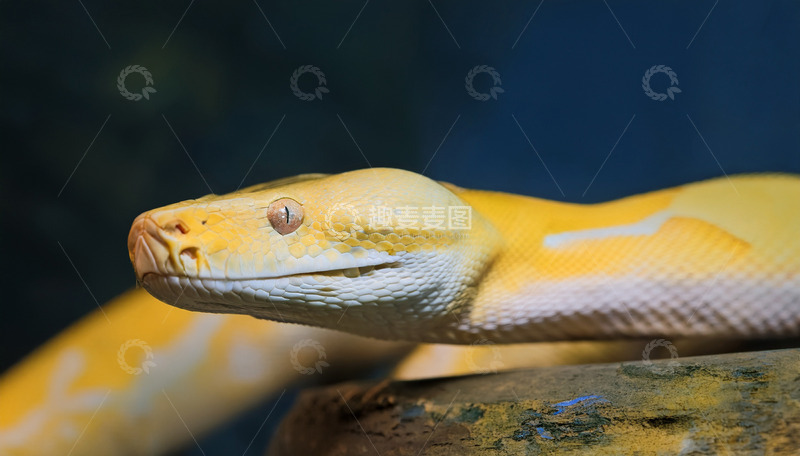 高清大图下载【趣麦麦图】黄金蟒的静谧栖息姿态
