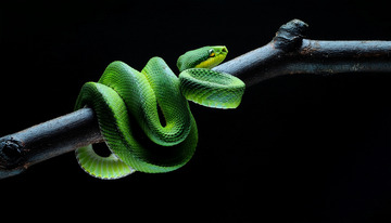 枝干上盘踞的鲜绿毒蛇