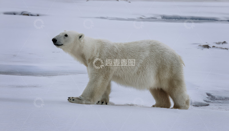 高清大图下载【趣麦麦图】北极熊雪地中迈步前行