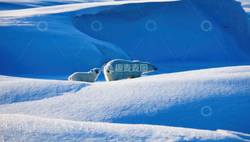 高清大图下载【趣麦麦图】母幼北极熊雪地同行