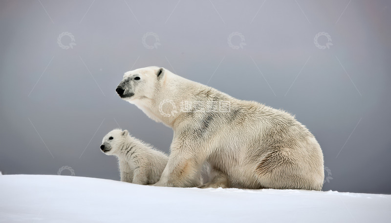 高清大图下载【趣麦麦图】母幼北极熊雪地中相伴而坐