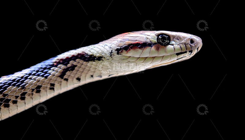 高清大图下载【趣麦麦图】彩纹蛇头部的独特斑纹特写