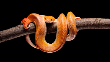 橙蛇于树枝上的优雅盘绕