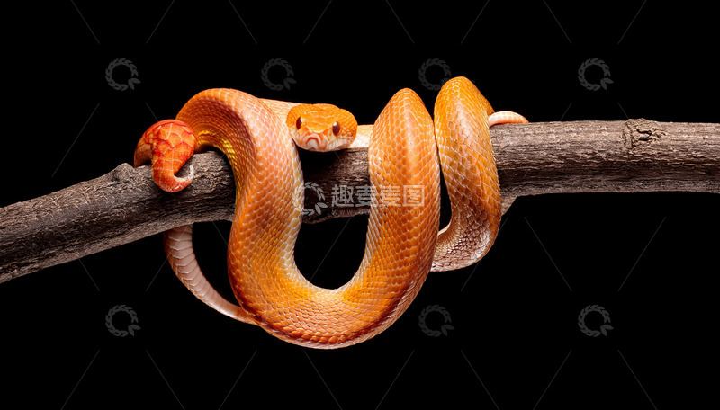 高清大图下载【趣麦麦图】橙蛇于树枝上的优雅盘绕