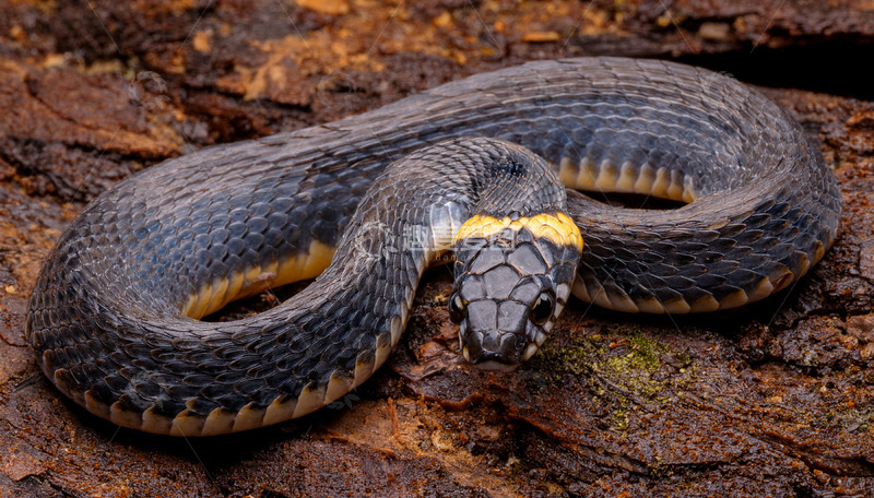 高清大图下载【趣麦麦图】黑黄相间蛇的警觉神态