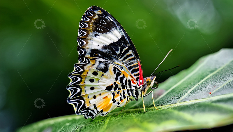 高清大图下载【趣麦麦图】多彩蝴蝶静伏绿叶之上