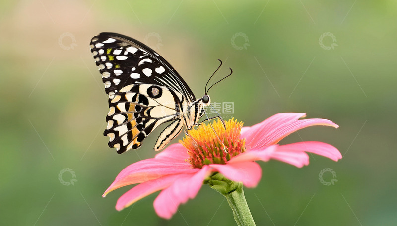 高清大图下载【趣麦麦图】斑点蝴蝶轻吻粉色花朵