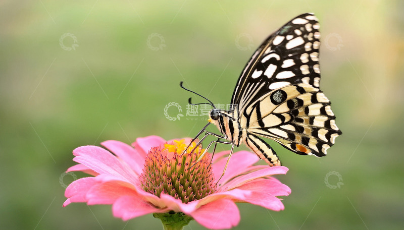 高清大图下载【趣麦麦图】花纹蝴蝶吸食粉花花蜜