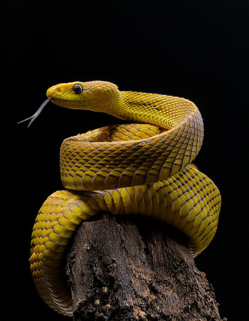 金黄蛇于枯木的警觉姿态