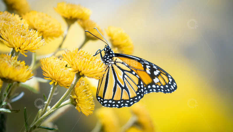 高清大图下载【趣麦麦图】黑脉金斑蝶停驻黄色花丛