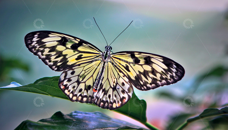高清大图下载【趣麦麦图】黄黑蝴蝶展翼于绿叶间