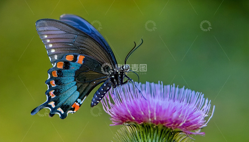 高清大图下载【趣麦麦图】黑蝶与紫色花朵的邂逅