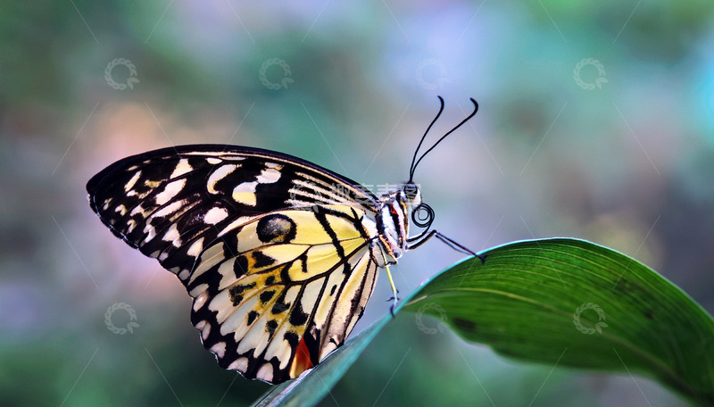 高清大图下载【趣麦麦图】彩蝶静立绿叶之上
