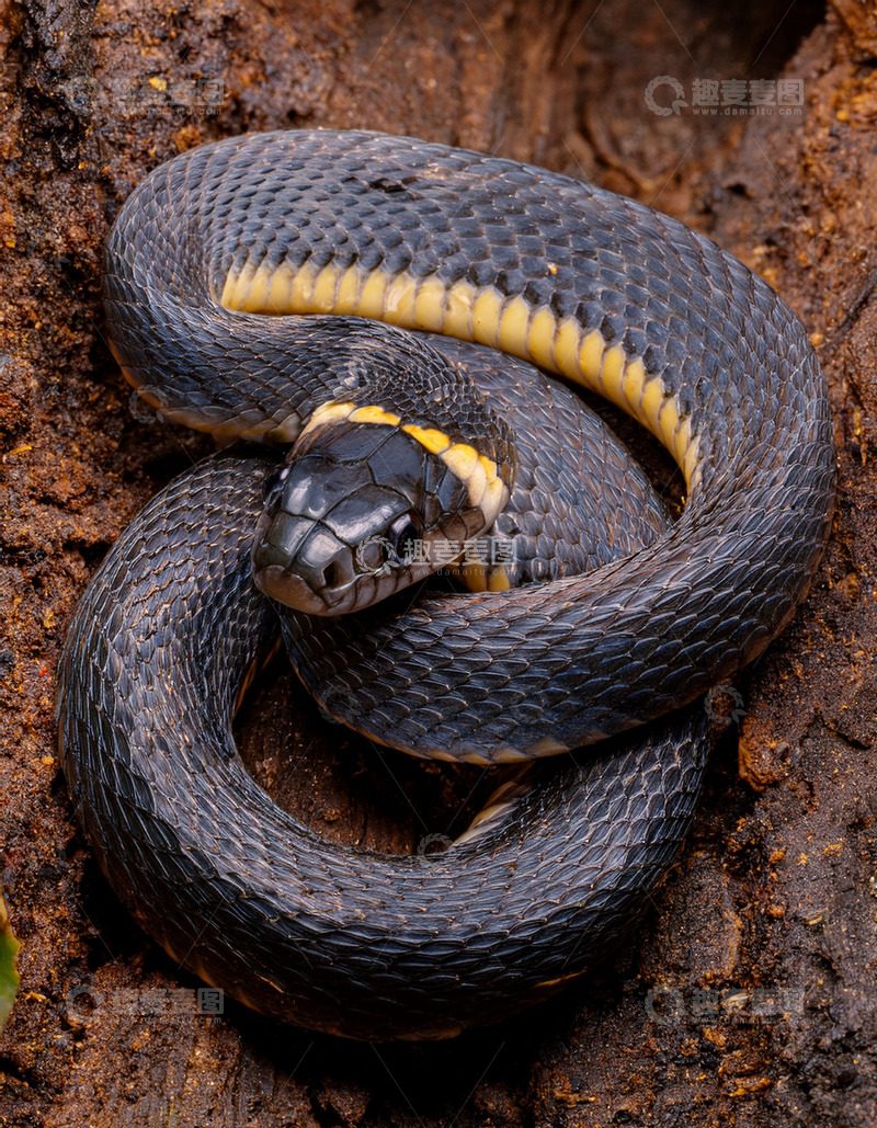 高清大图下载【趣麦麦图】黑黄纹蛇于树桩的休憩
