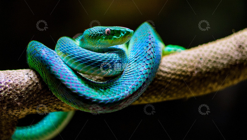 高清大图下载【趣麦麦图】蓝蛇树枝上的静谧蜷曲