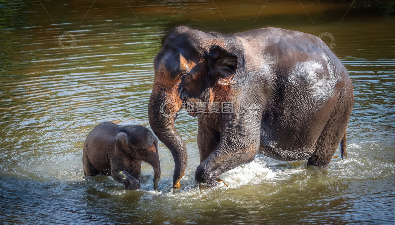 高清大图下载【趣麦麦图】水中大象母子的温情瞬间