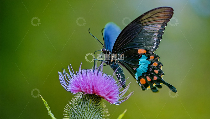 高清大图下载【趣麦麦图】黑蝶停驻紫花之上