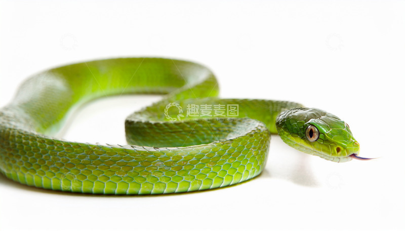 高清大图下载【趣麦麦图】绿蛇白色背景下的吐信瞬间