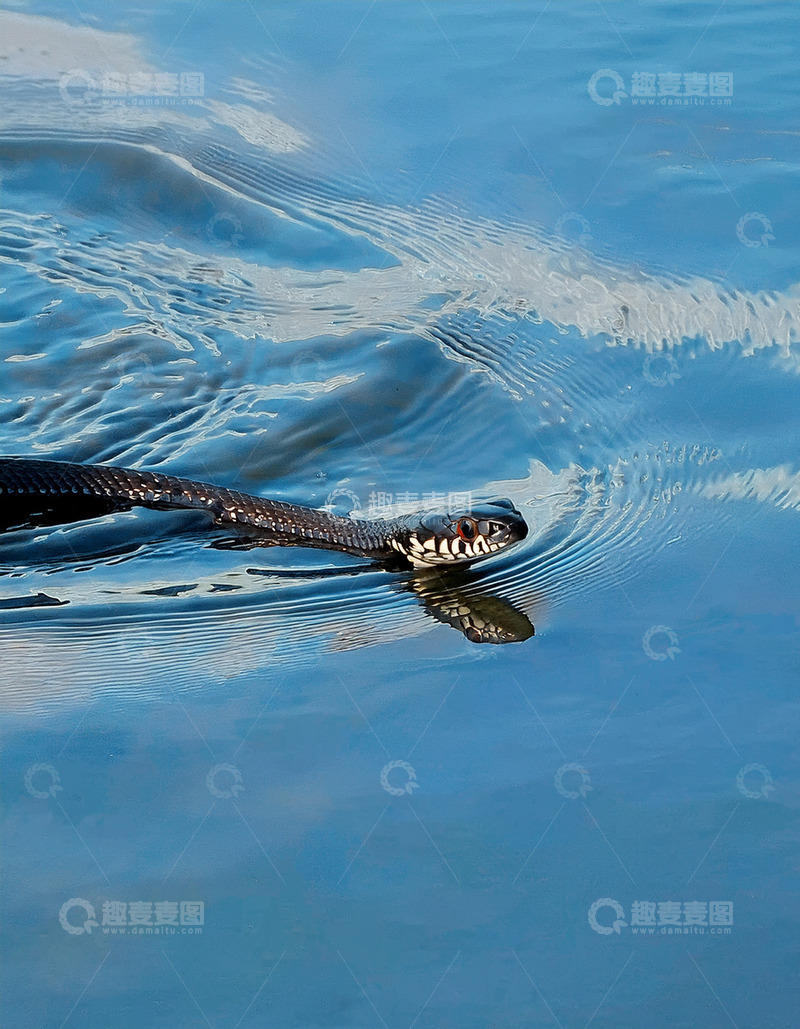 高清大图下载【趣麦麦图】黑蛇在水面的游弋姿态