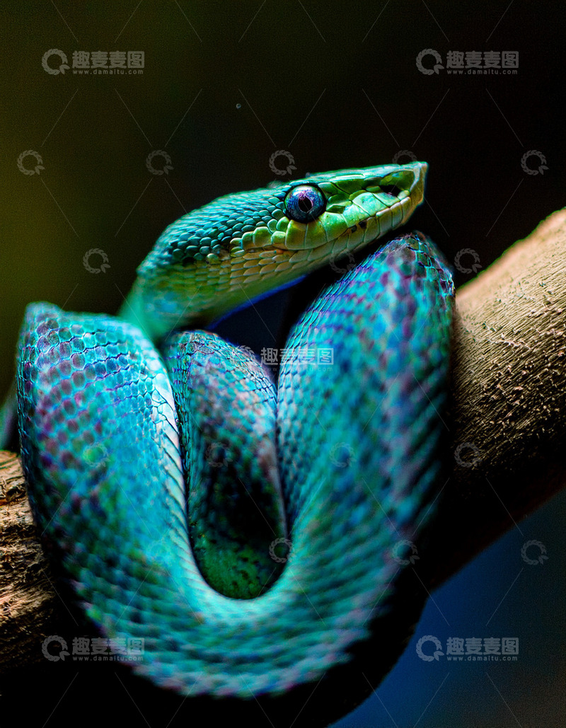 高清大图下载【趣麦麦图】蓝绿蛇树枝上的优雅盘绕