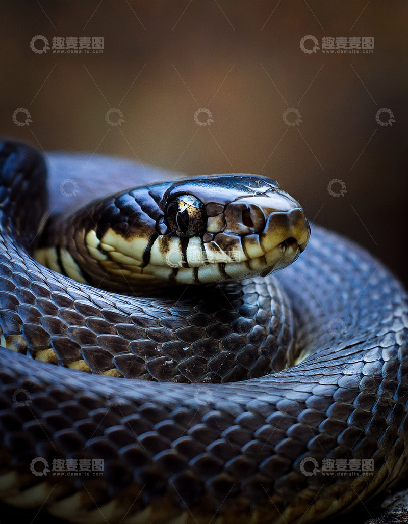 高清大图下载【趣麦麦图】黑蛇的警觉盘绕姿态