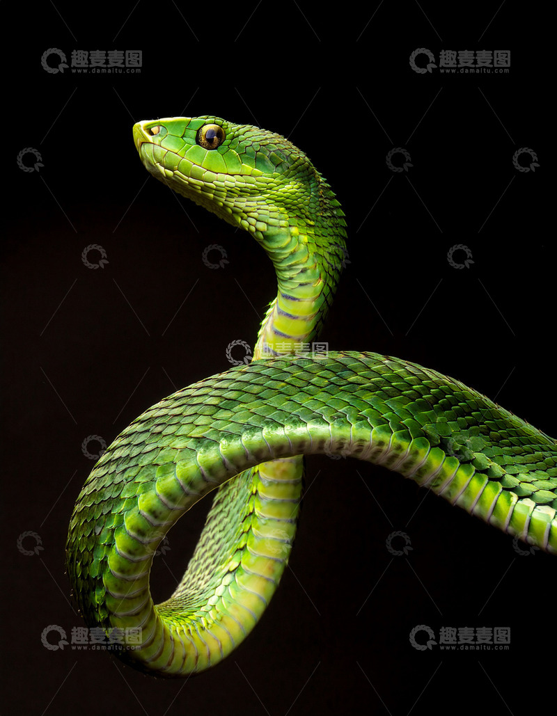 高清大图下载【趣麦麦图】翠绿蛇的优雅伸展姿态