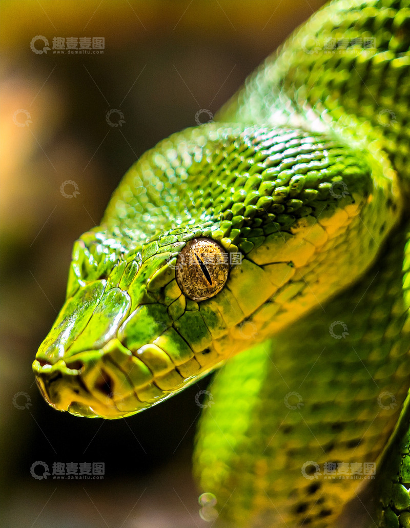 高清大图下载【趣麦麦图】绿蟒头部的精致纹理特写