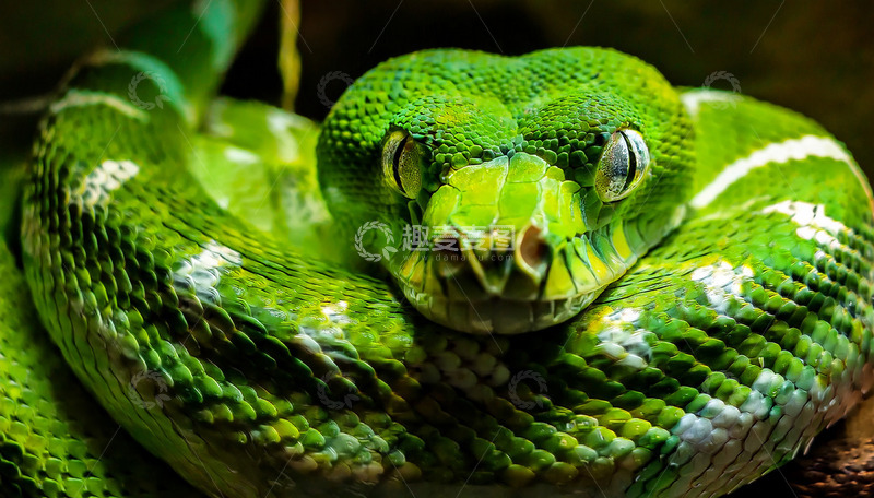 高清大图下载【趣麦麦图】绿蟒的盘绕休憩与独特斑纹