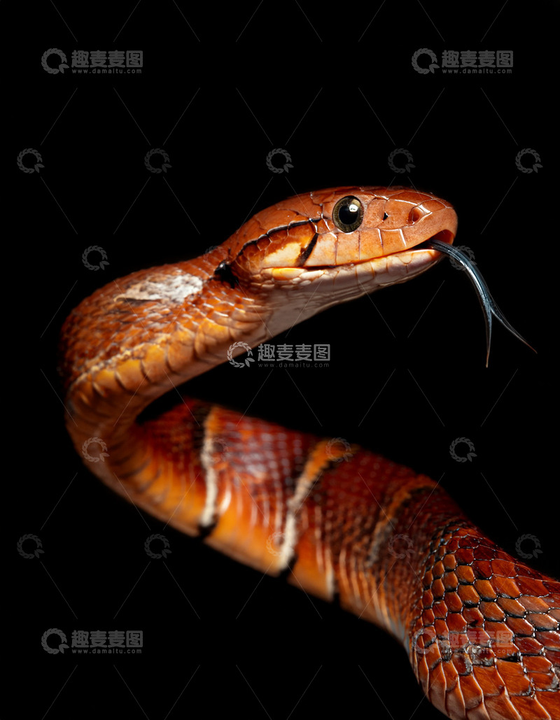 高清大图下载【趣麦麦图】红棕蛇的灵动吐信姿态
