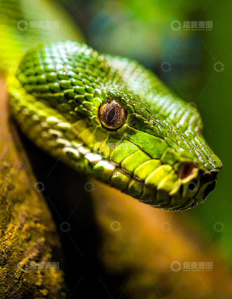 高清大图下载【趣麦麦图】绿蟒头部的独特斑纹展示