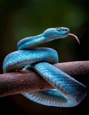 蓝蛇树枝吐信的灵动瞬间