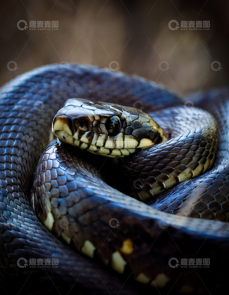 高清大图下载【趣麦麦图】黑蛇盘绕的神秘特写