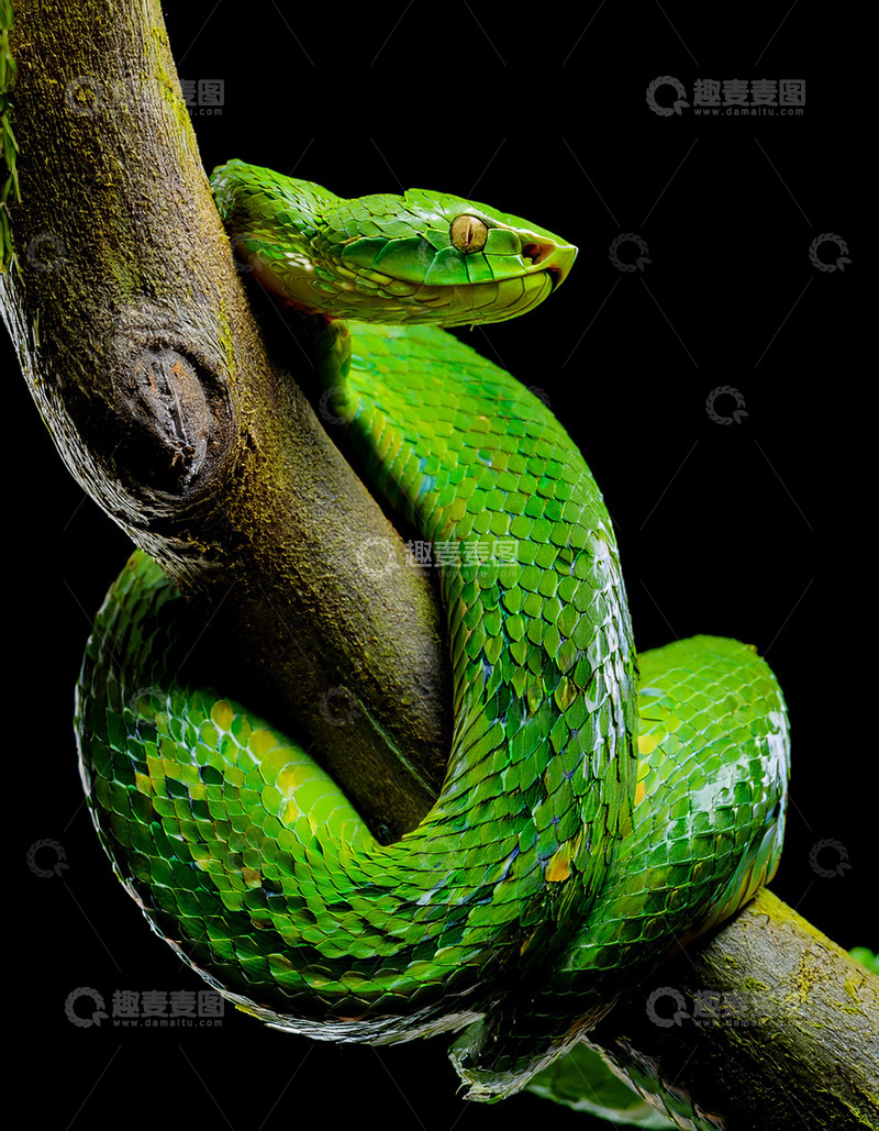 高清大图下载【趣麦麦图】翠绿蛇树枝上的警觉盘踞