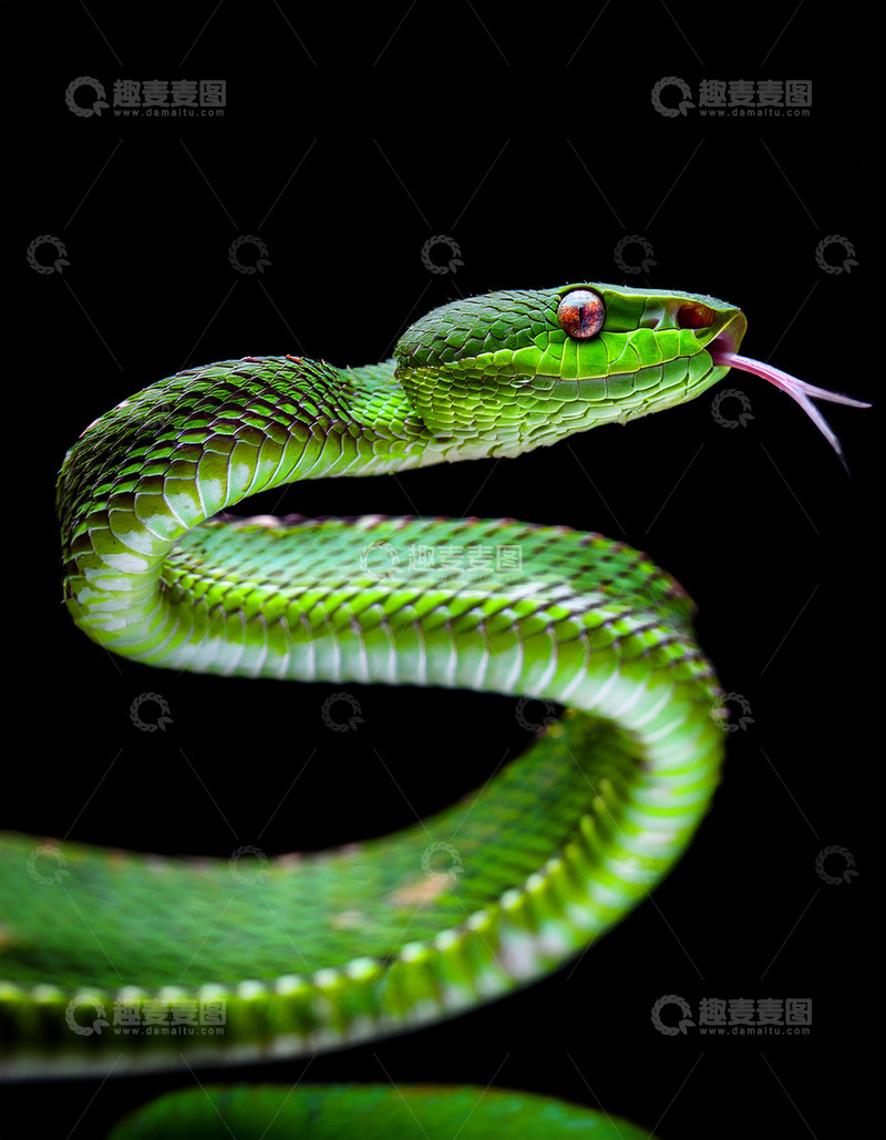 高清大图下载【趣麦麦图】绿蛇吐信的瞬间姿态