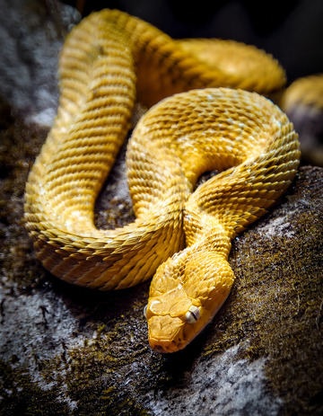 黄蛇岩石上的休憩姿态