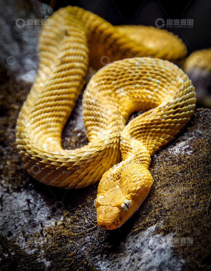 高清大图下载【趣麦麦图】黄蛇岩石上的休憩姿态