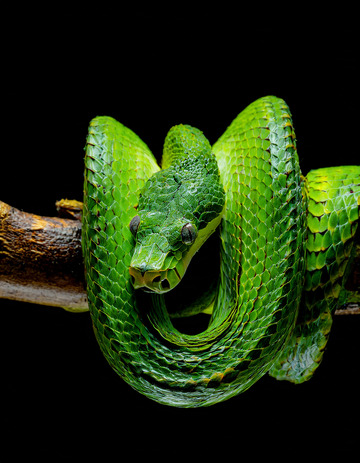 翠绿蛇树枝上的盘绕之姿冷血动物生物盘绕