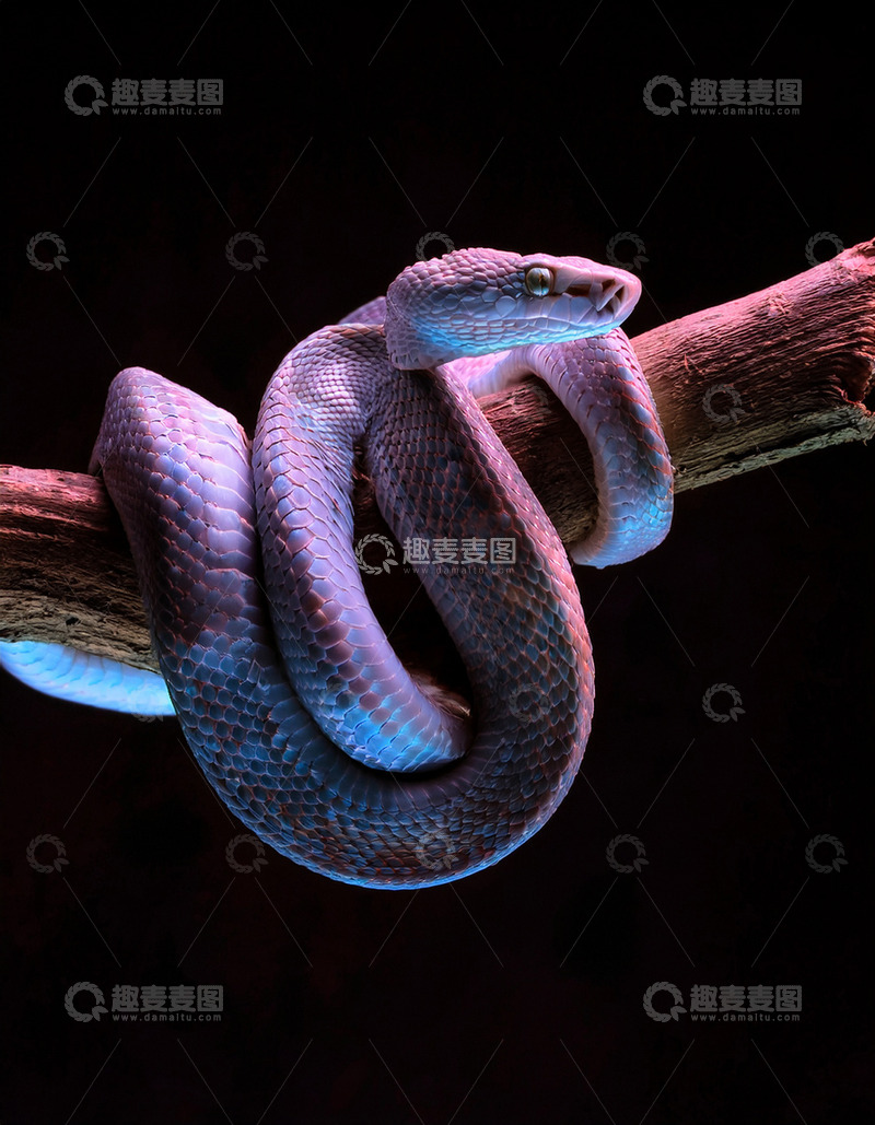 高清大图下载【趣麦麦图】紫蓝色蛇树枝上的静谧蜷曲