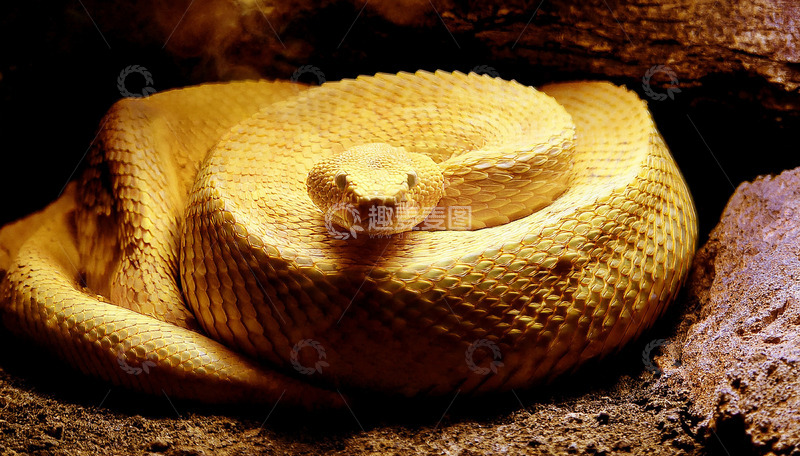 高清大图下载【趣麦麦图】金黄蛇在石间的盘绕姿态