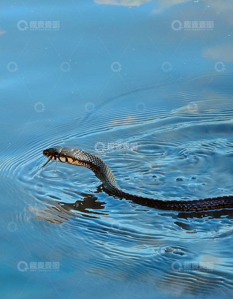 高清大图下载【趣麦麦图】黑蛇水中吐信的瞬间