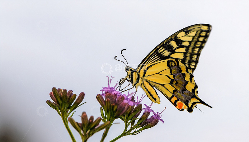 高清大图下载【趣麦麦图】黄黑蝴蝶停落紫花枝头
