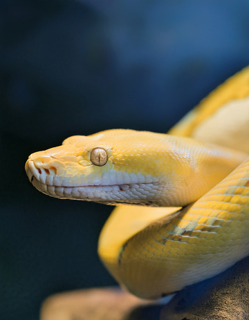 金黄蟒的静谧休憩姿态