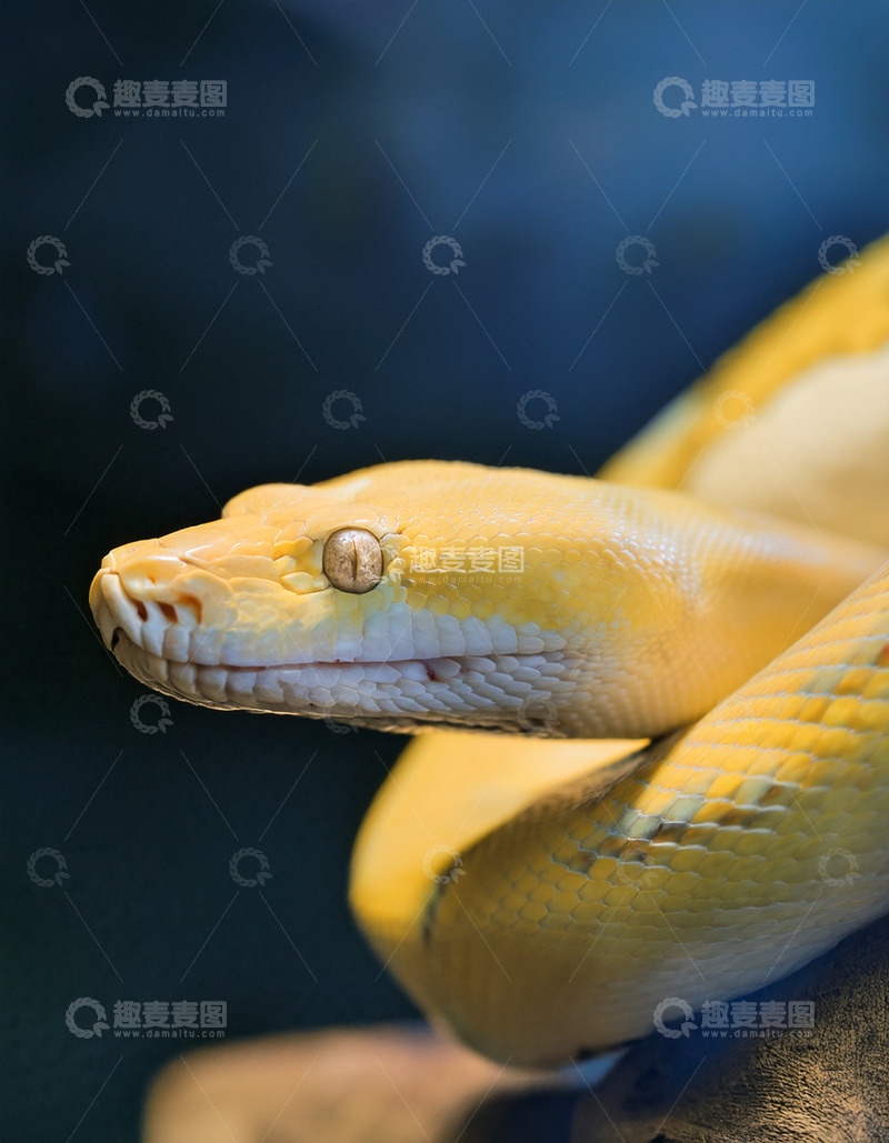 高清大图下载【趣麦麦图】金黄蟒的静谧休憩姿态