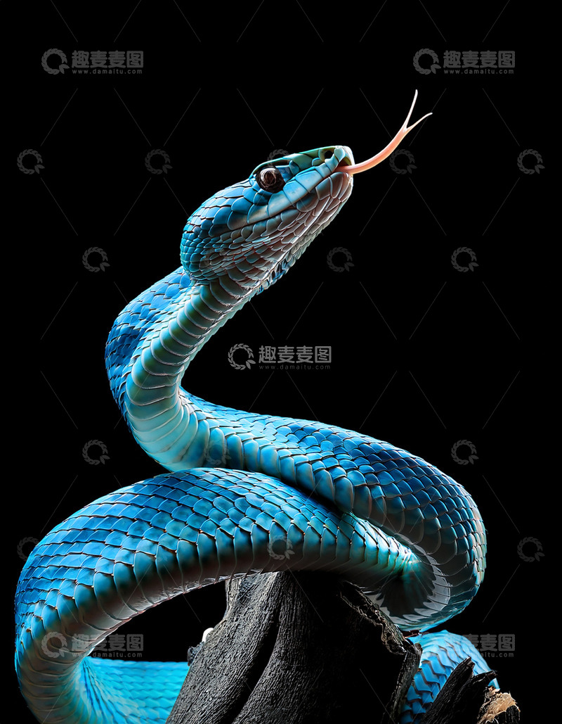 高清大图下载【趣麦麦图】蓝色蛇的吐信特写镜头