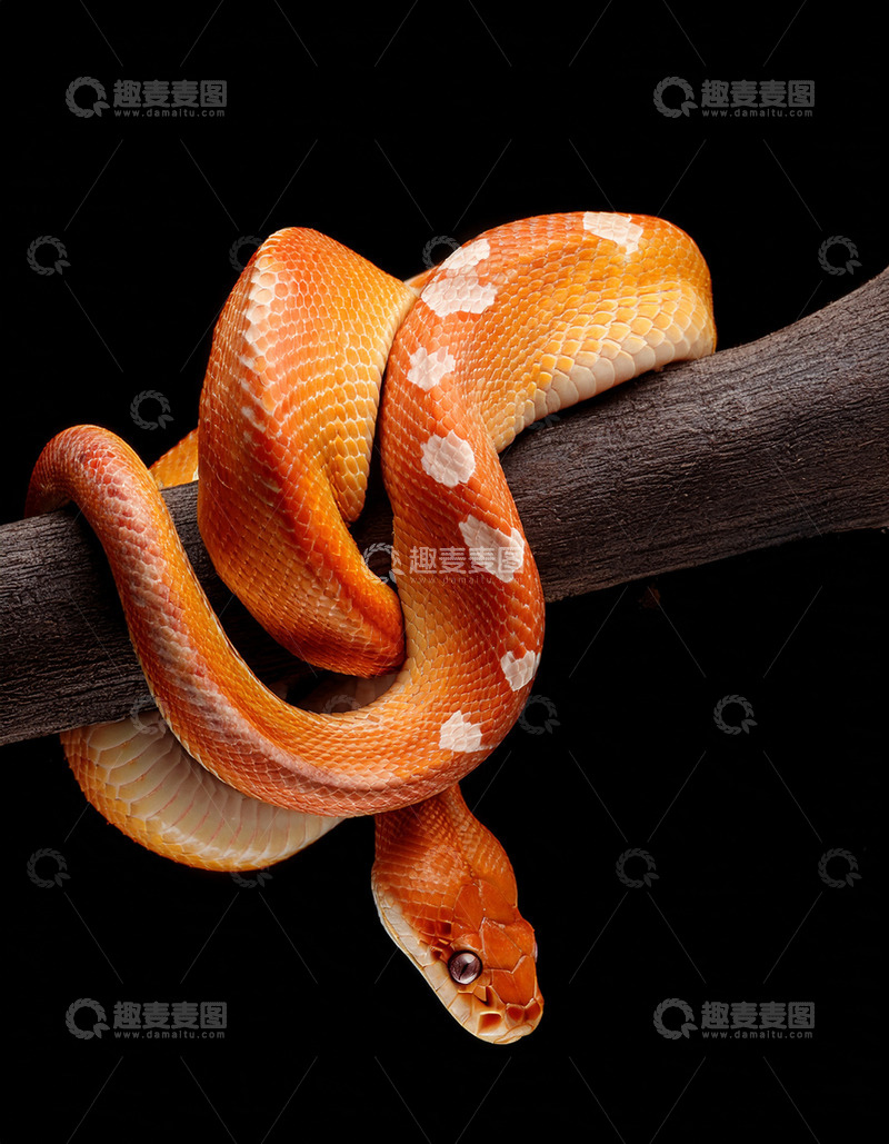 高清大图下载【趣麦麦图】橙白纹蛇在枝的盘绕
