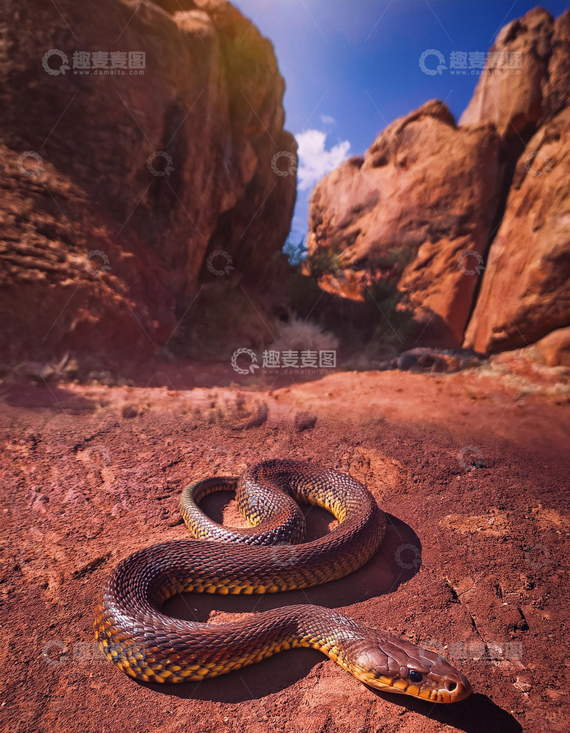 高清大图下载【趣麦麦图】棕黄蛇在红土岩石间盘踞