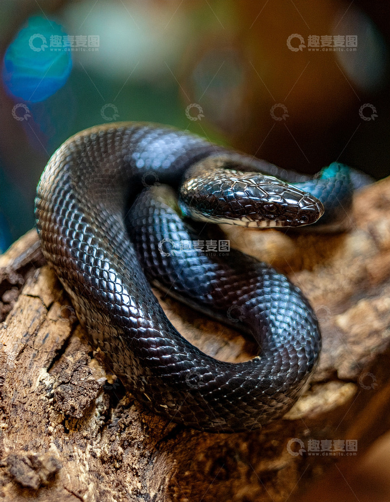 高清大图下载【趣麦麦图】黑蛇在树干上的静谧盘绕
