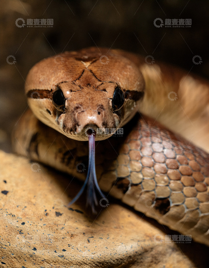 高清大图下载【趣麦麦图】棕蛇舌头伸展的特写