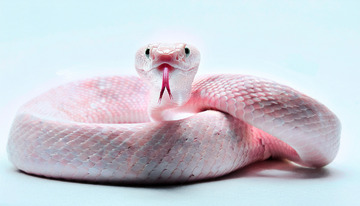 粉蛇吐信的近距离特写